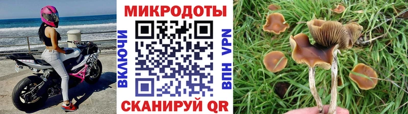 Псилоцибиновые грибы Cubensis  Ессентукская 